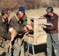 Mise en sabot d'un chevreuil