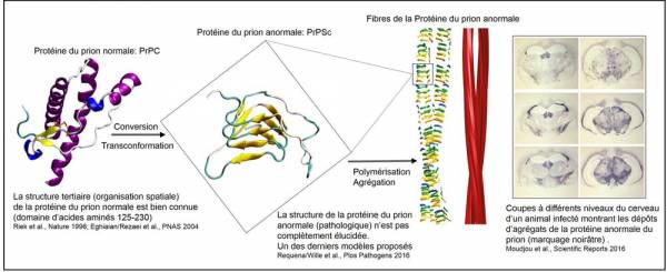 prion