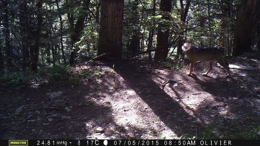 Photo d'un loup sauvage, enregistrée par un piège photo dans les Alpes, le 7/05/2015 à 8h50. O.J.