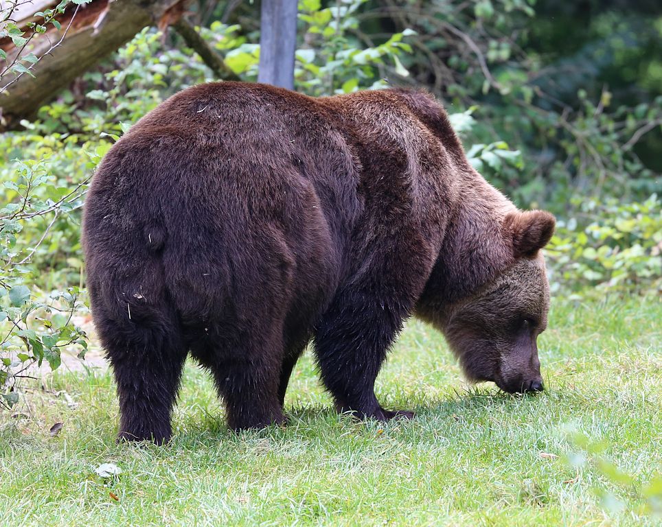 Brown bears show individuality in the distance they travel each day, their preference for daytime or night-time movement and other behaviours, according to research.