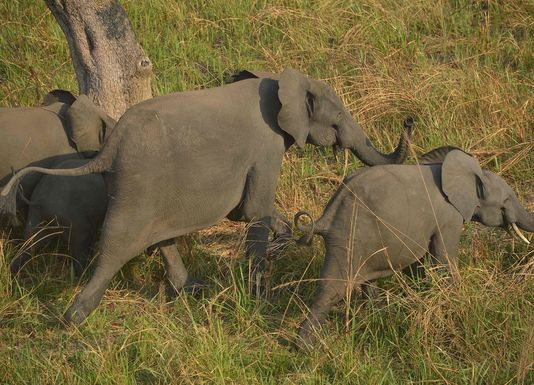 une-famille-d-elephants